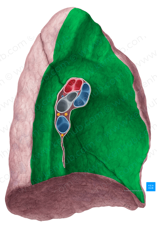 Mediastinal surface of left lung (#3524)