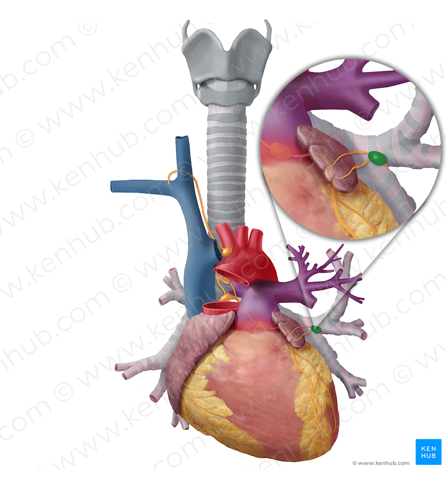 Bronchopulmonary lymph nodes (#6975) – Kenhub Image License Store