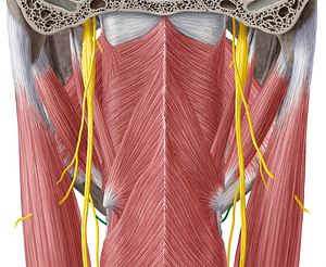 Internal branch of superior laryngeal nerve (#8718)