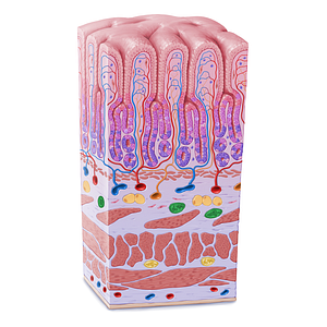 Submucosal plexus (of Meissner) (#21616)