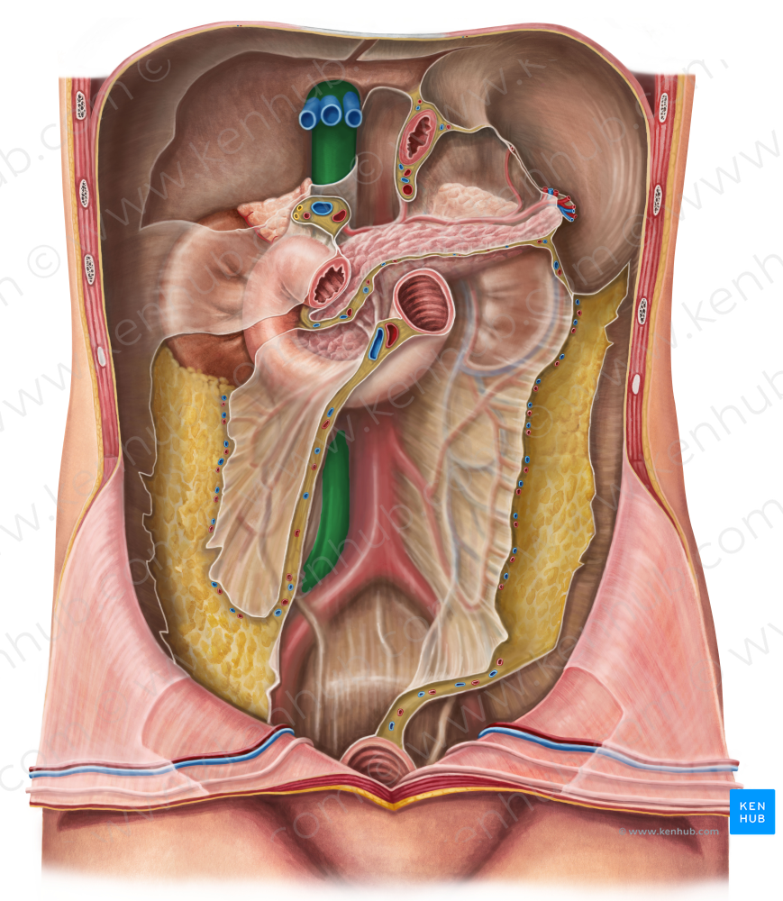 Inferior vena cava (#10071)