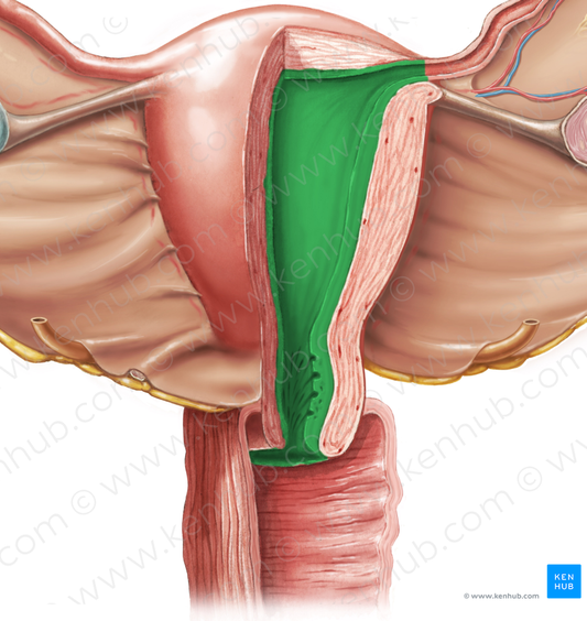 Endometrium (#3392)