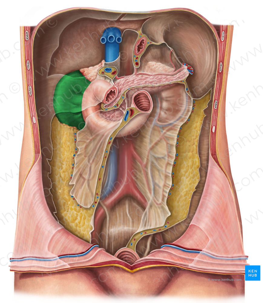 Right kidney (#8900)