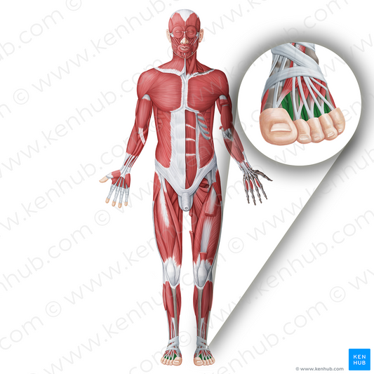 Dorsal interossei muscles of foot (#18655)