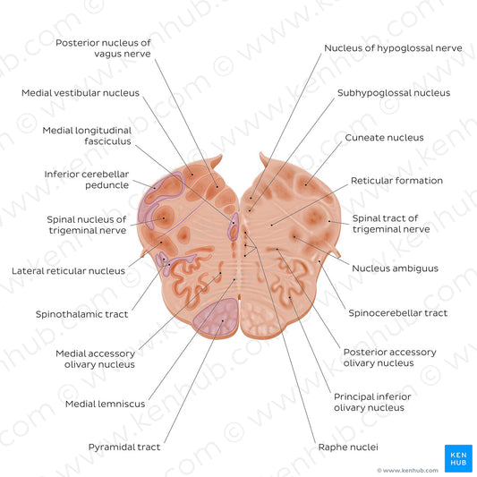 Medulla oblongata: Vagus nerve level (English)