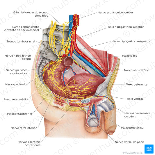 Nerves of the male pelvis (Portuguese)