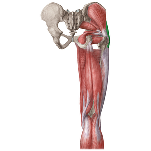 Tensor fasciae latae muscle (#19686)