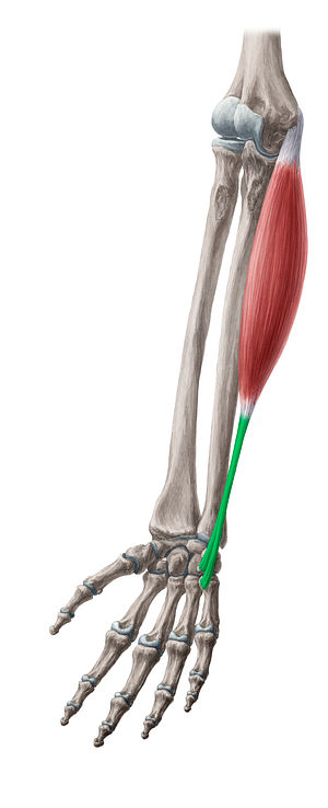 Tendon of flexor carpi ulnaris muscle (#18543)