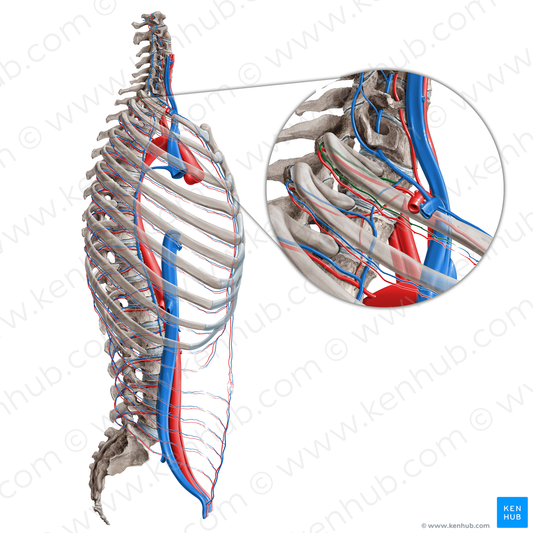 Supreme intercostal vein (#20114)