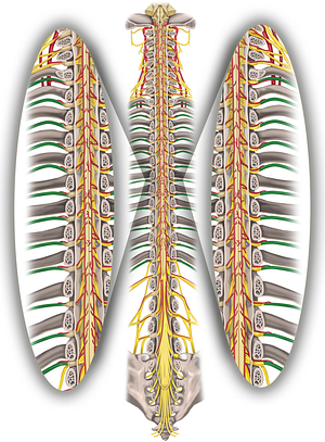 Spinal nerves T1-T12 (#6284)