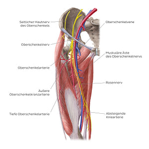 Neurovasculature of the hip and thigh (anterior view) (German)