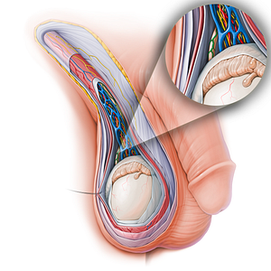 Artery of ductus deferens (#15135)