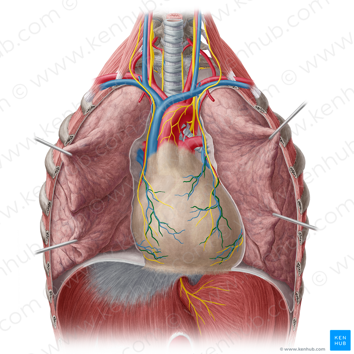 Pericardiacophrenic artery (#1618)