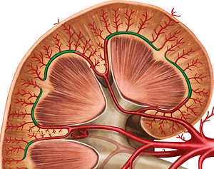 Arcuate artery of kidney (#1115)