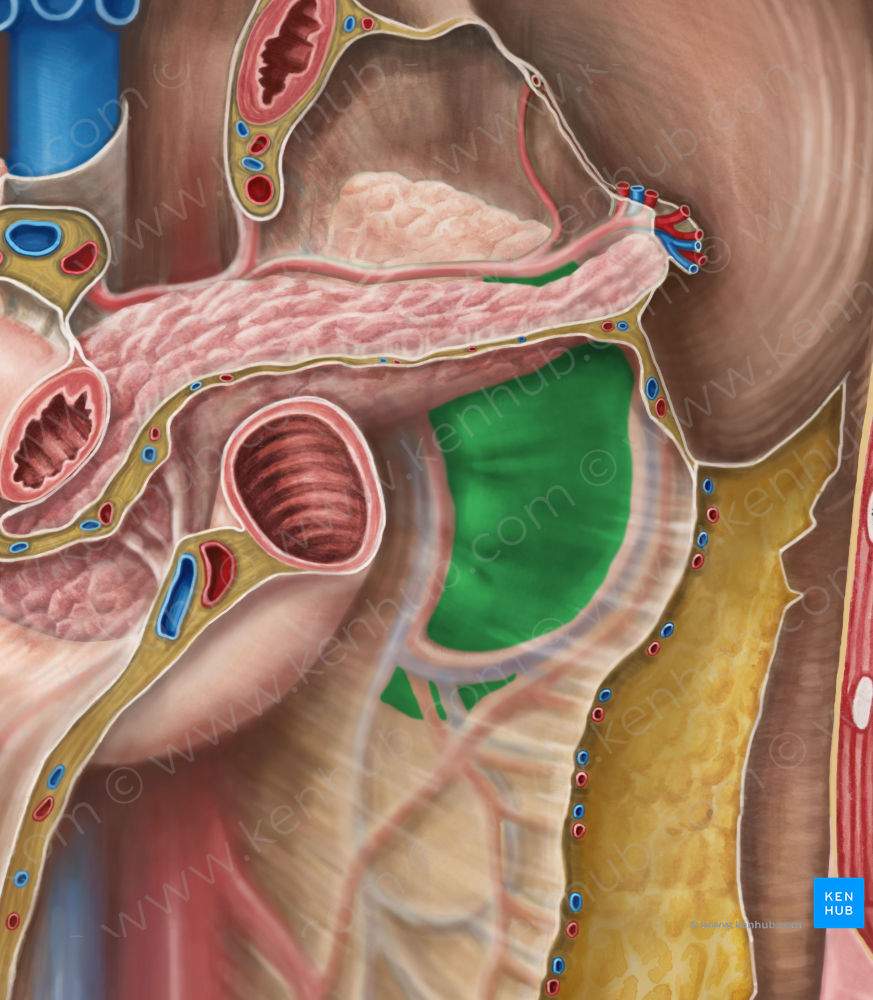 Left kidney (#8913)