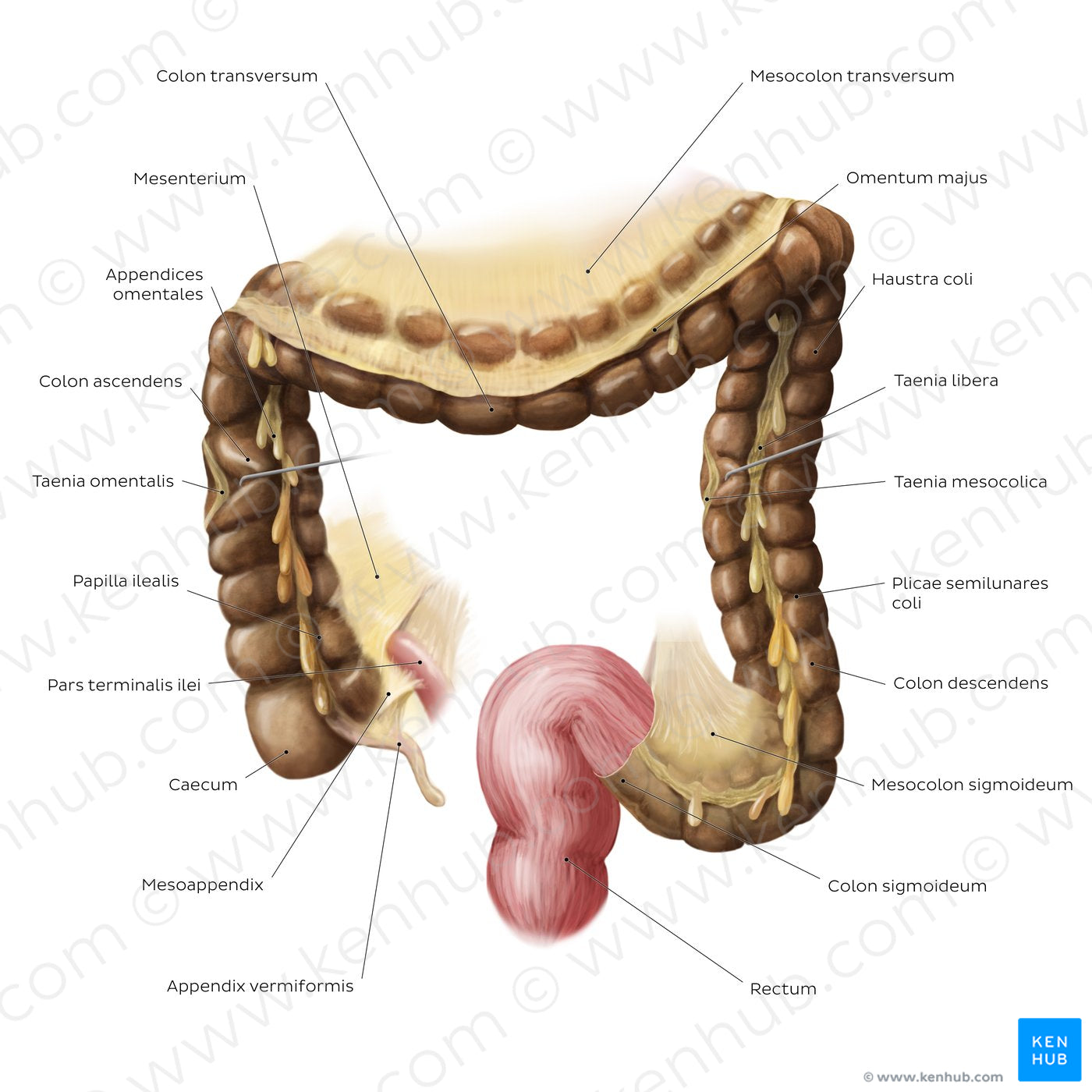 Large intestine (Latin)