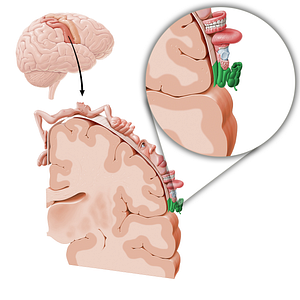 Sensory cortex of intestines (#11059)