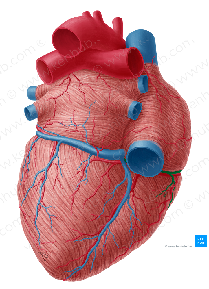 Small cardiac vein (#10034)