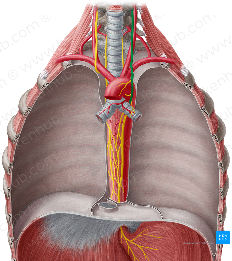 Left vagus nerve (#6894)