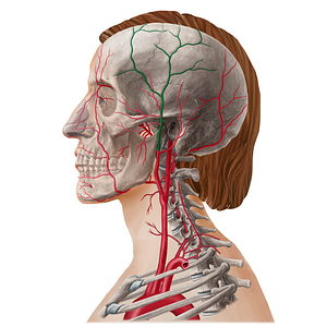 Superficial temporal artery (#21805)