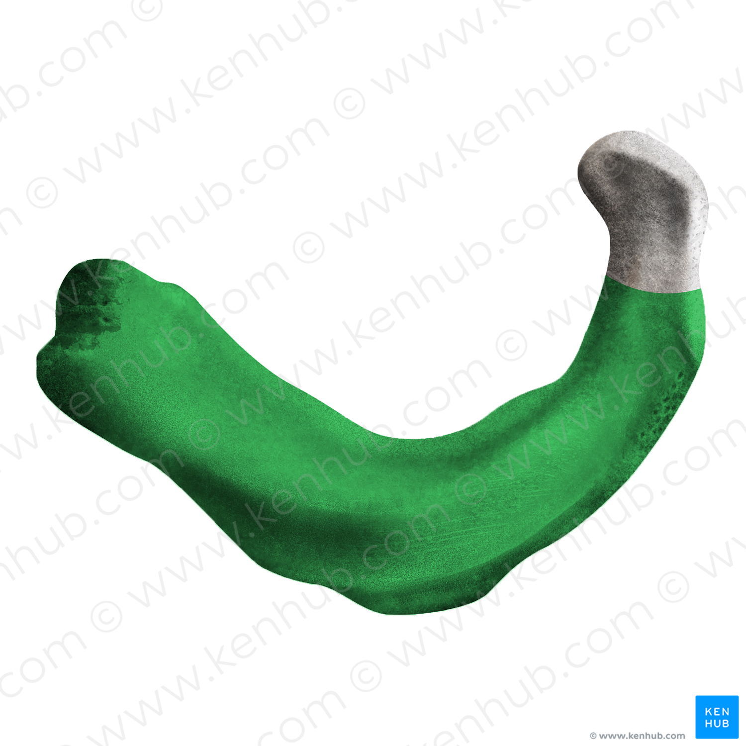First Rib Sheep Body of 1st rib (#20150) – Kenhub Image License Store