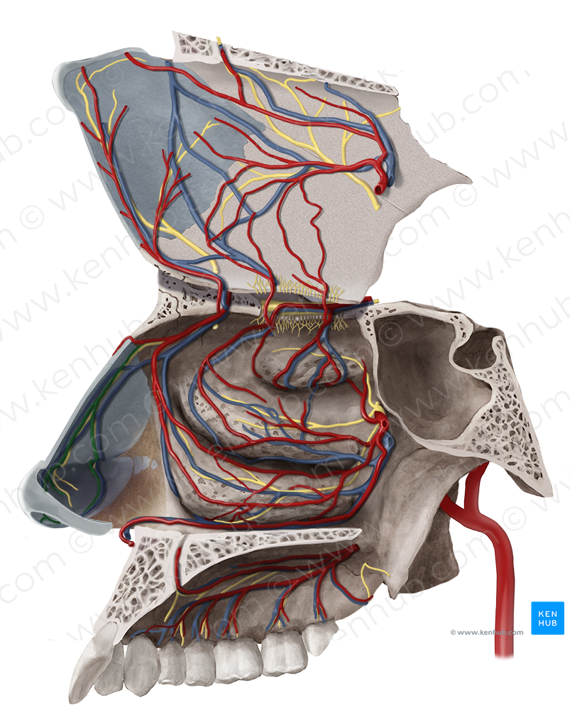 Lateral nasal branch of facial artery (#8757)