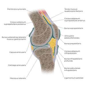 Knee joint - sagittal (Latin)