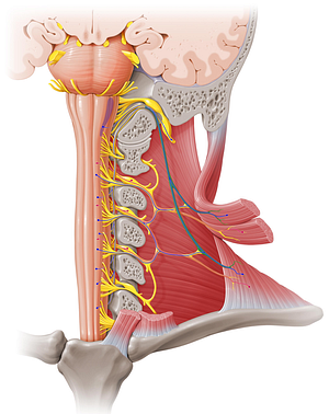 Accessory nerve (#6305)