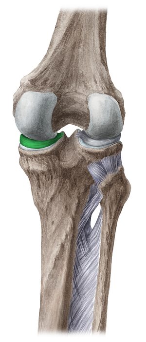 Medial meniscus (#5062)