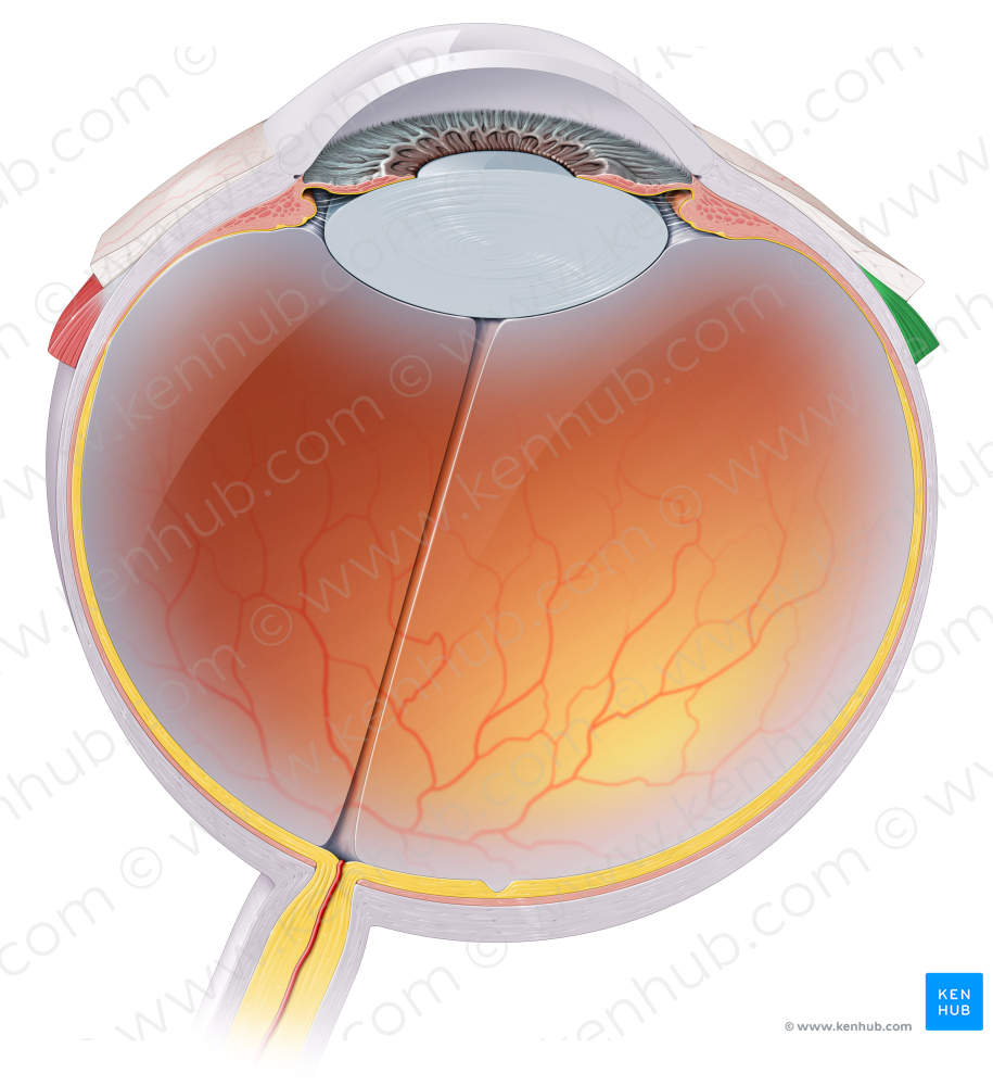 Lateral rectus muscle (#5866)