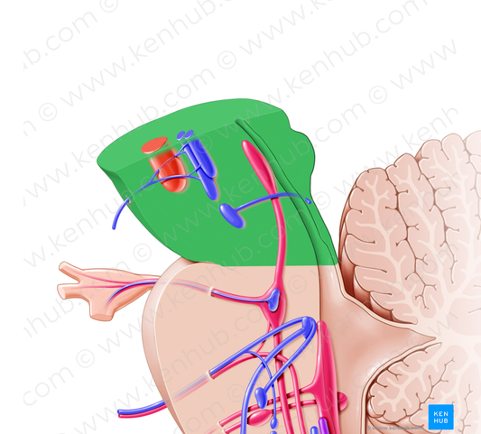 Midbrain (#5065)