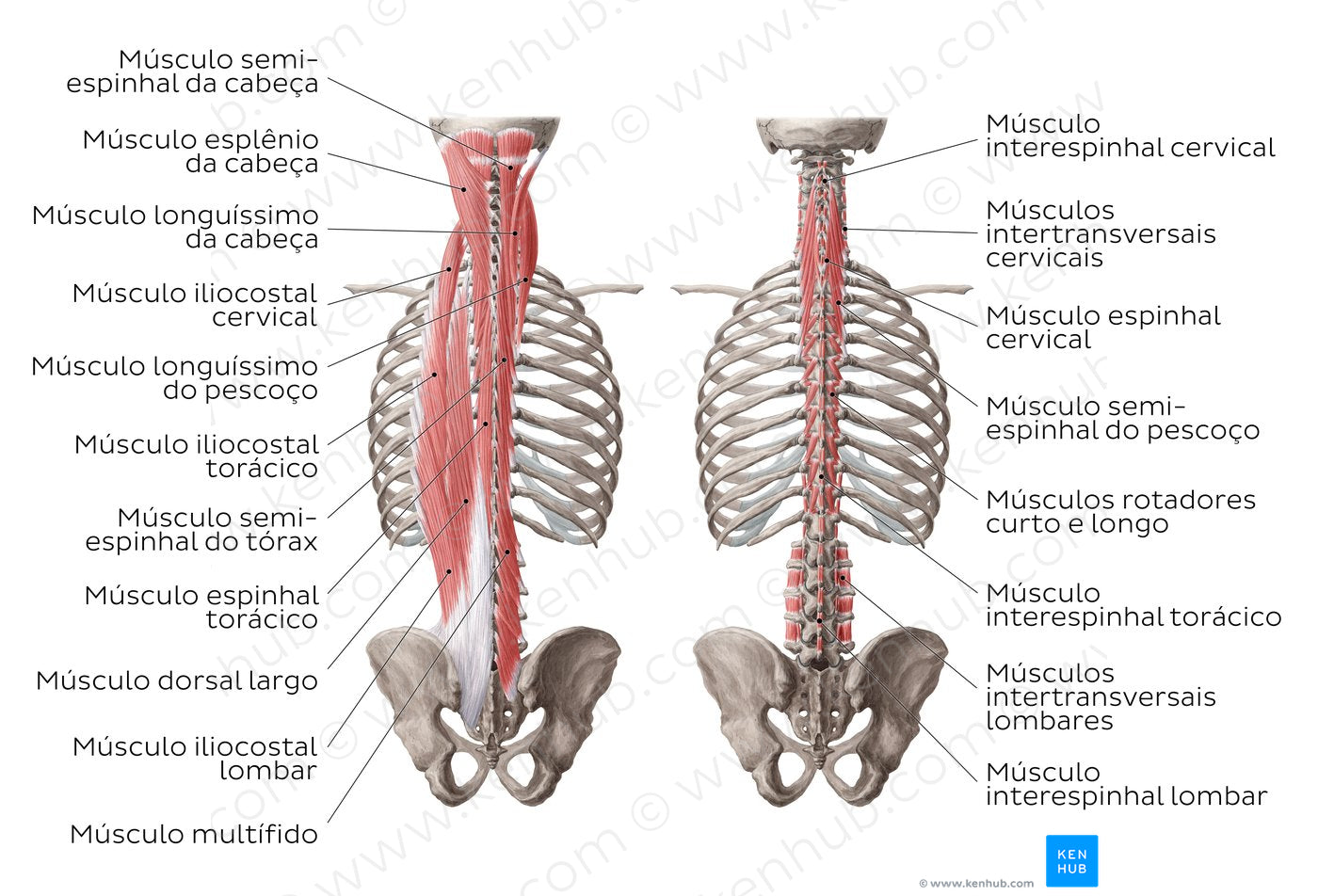Deep muscles of the back (Portuguese)