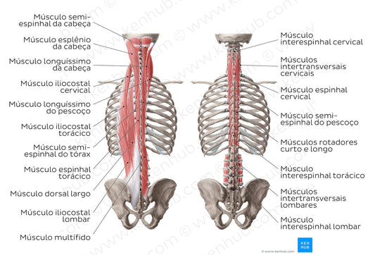 Deep muscles of the back (Portuguese)