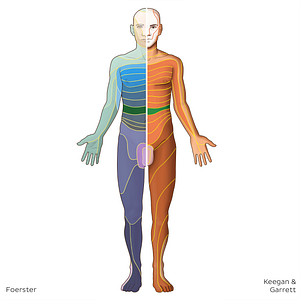 T9 dermatome (#20802)