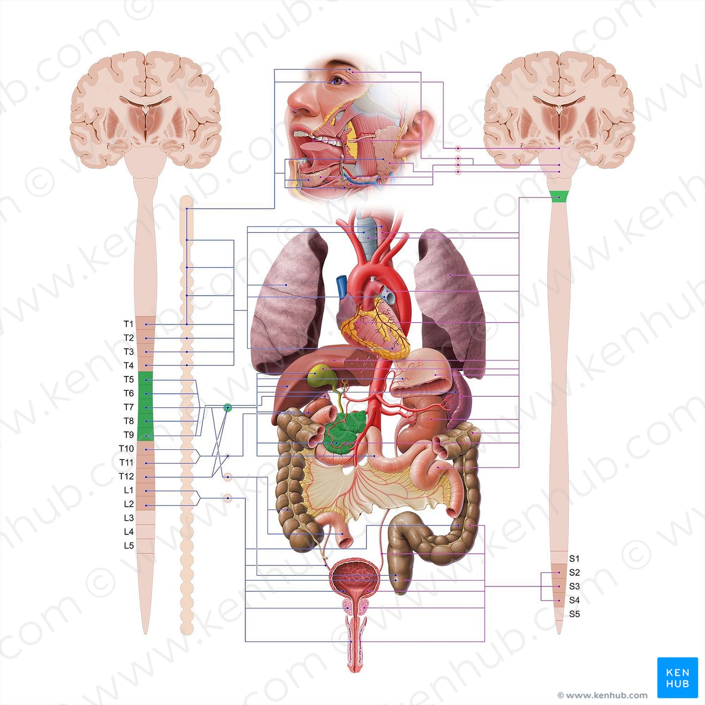 Pancreas (#18577)