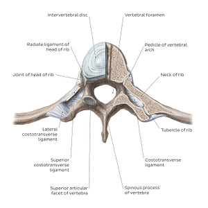 Costovertebral joints (transverse section) (English)