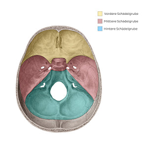 Cranial fossae (German)
