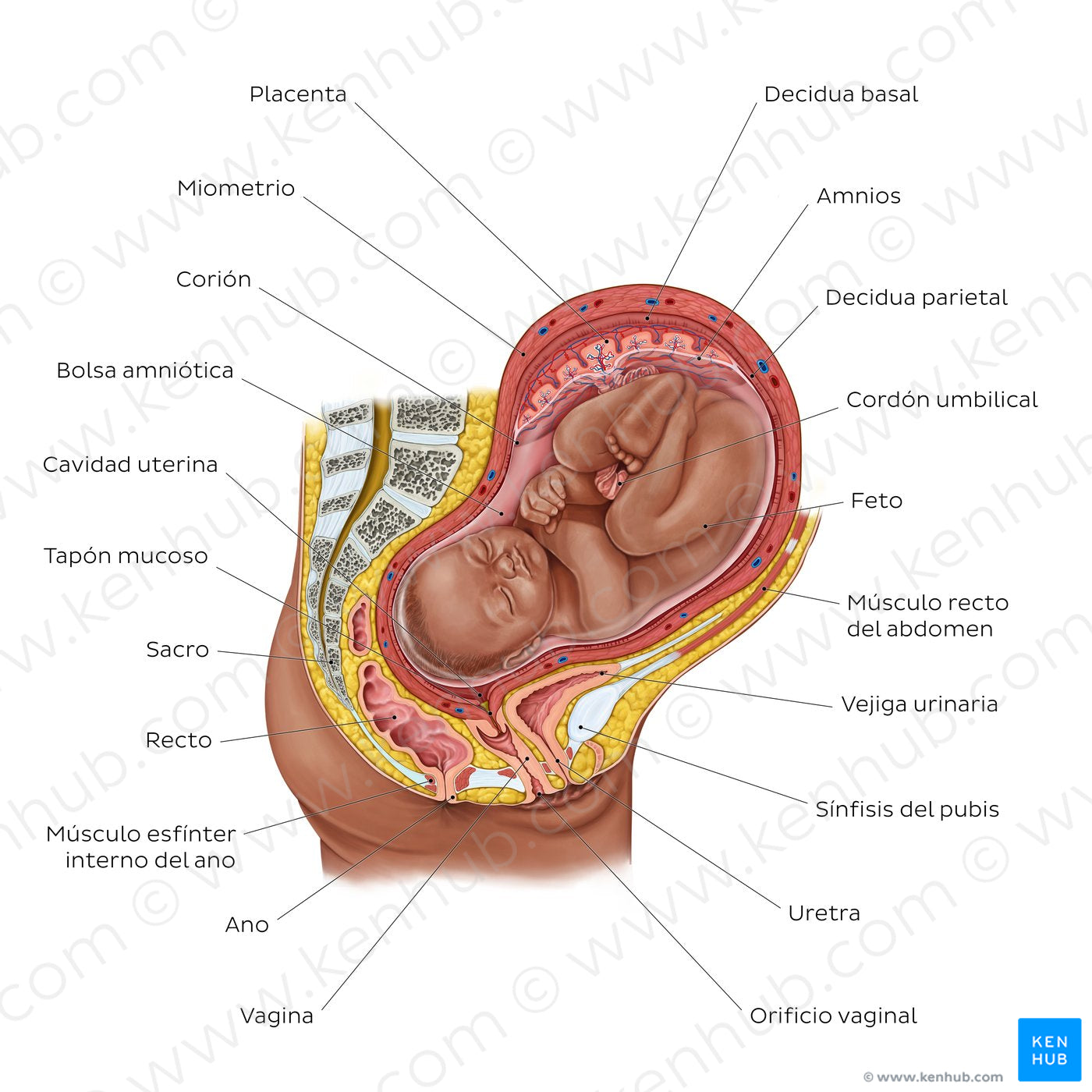 Fetus in utero (Spanish)