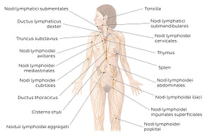 Lymphatic system (Latin)