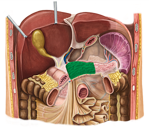 Body of pancreas (#2987)