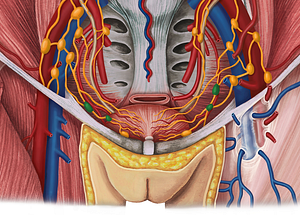 Lateral vesical lymph nodes (#7128)