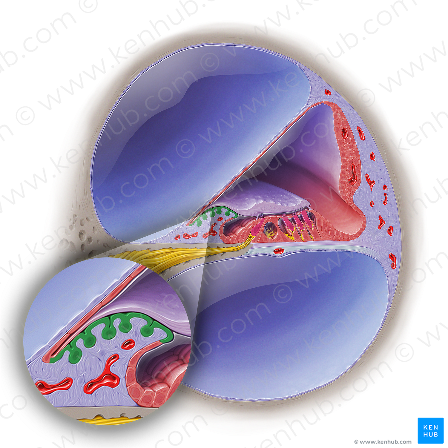 Interdental cells of cochlear duct (#19030)