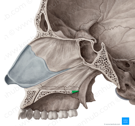 Posterior nasal spine of palatine bone (#9111)