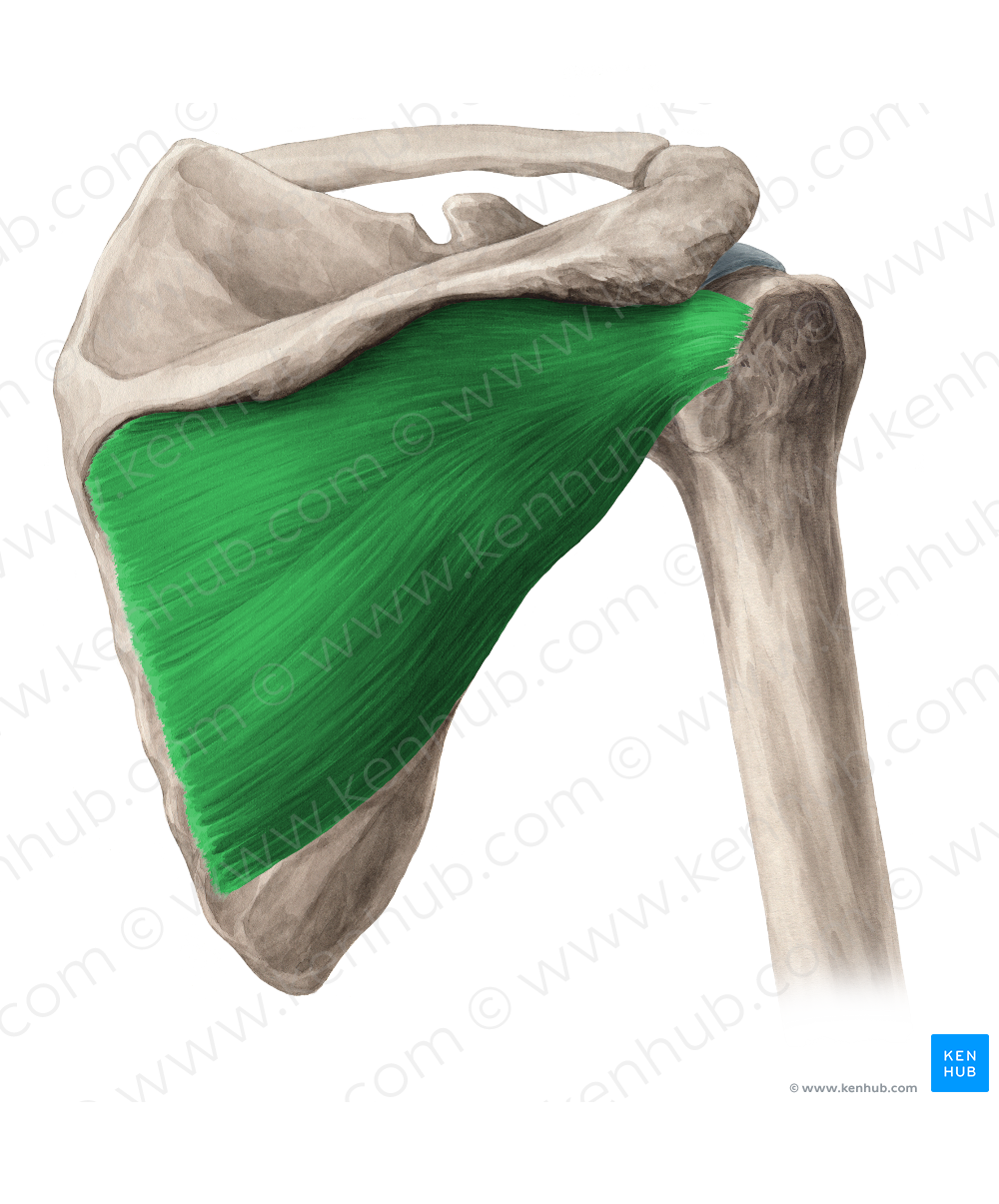 Infraspinatus muscle (#5481)
