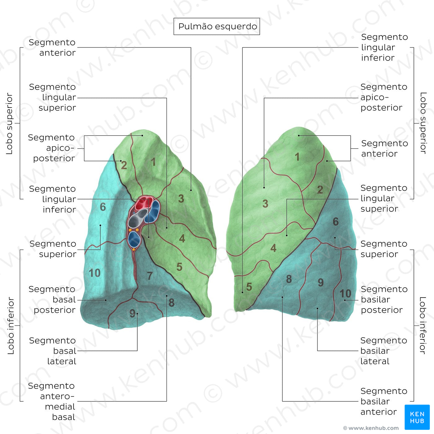Bronchopulmonary segments (Left lung) (Portuguese)