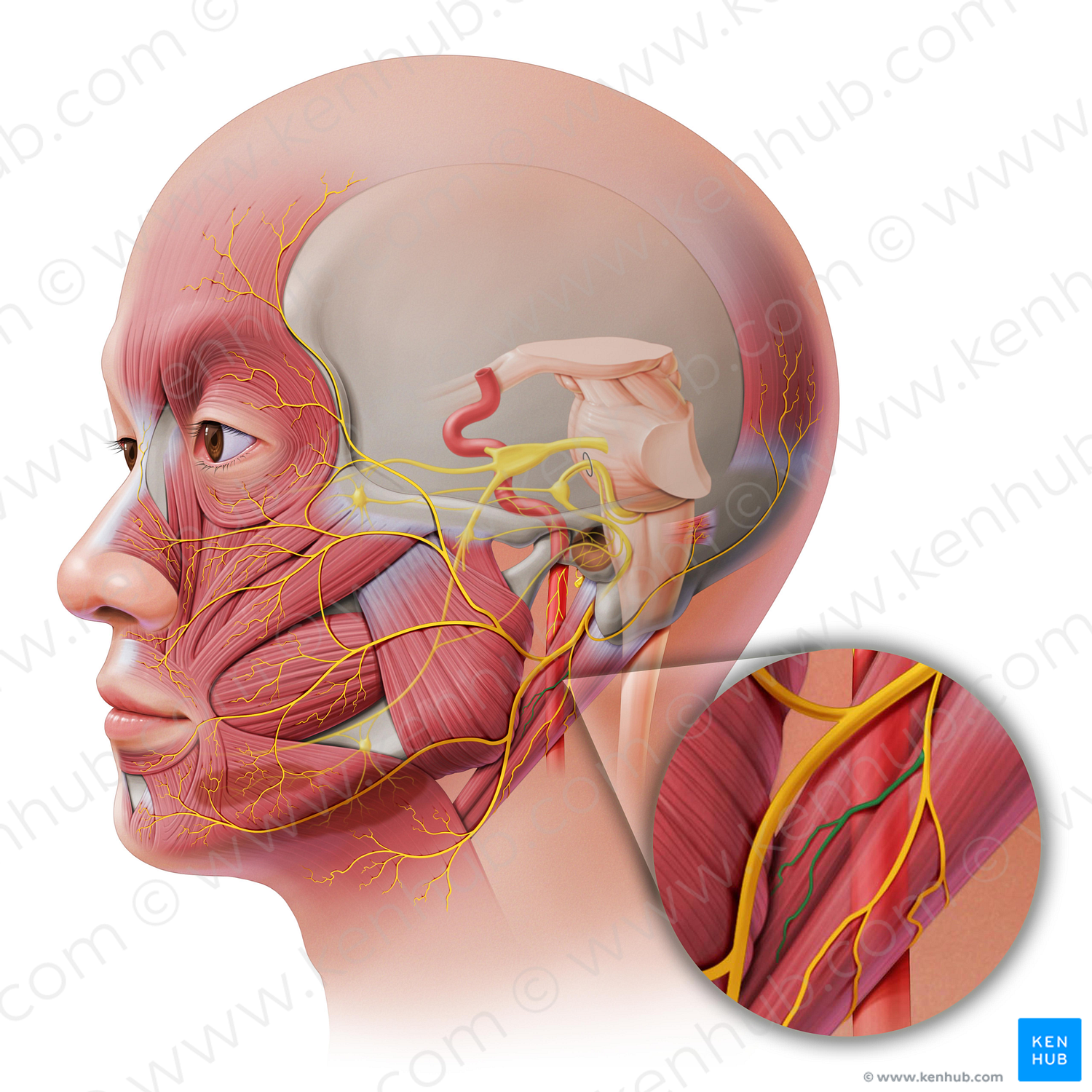 Stylohyoid branch of facial nerve (#8803)