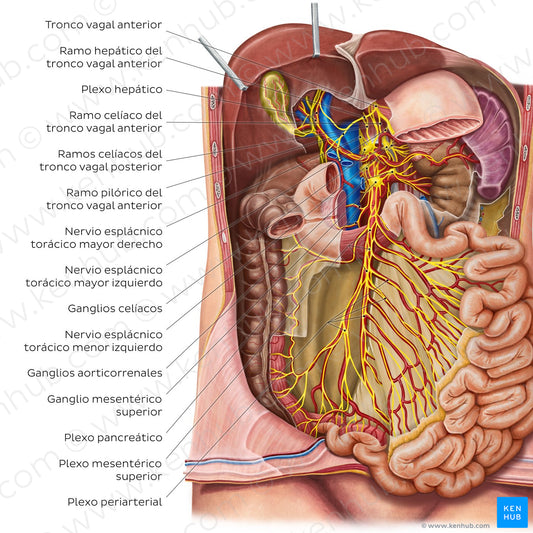 Innervation of the small intestine (Spanish)