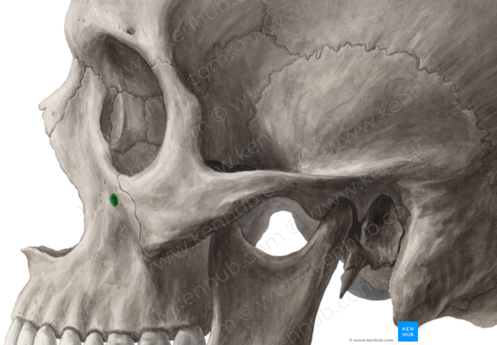 Infraorbital foramen of maxilla (#3736) – Kenhub Image License Store