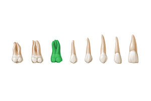 1st molar tooth (#3214)