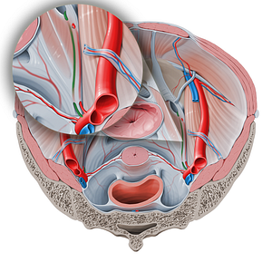 Obturator artery (#1553)